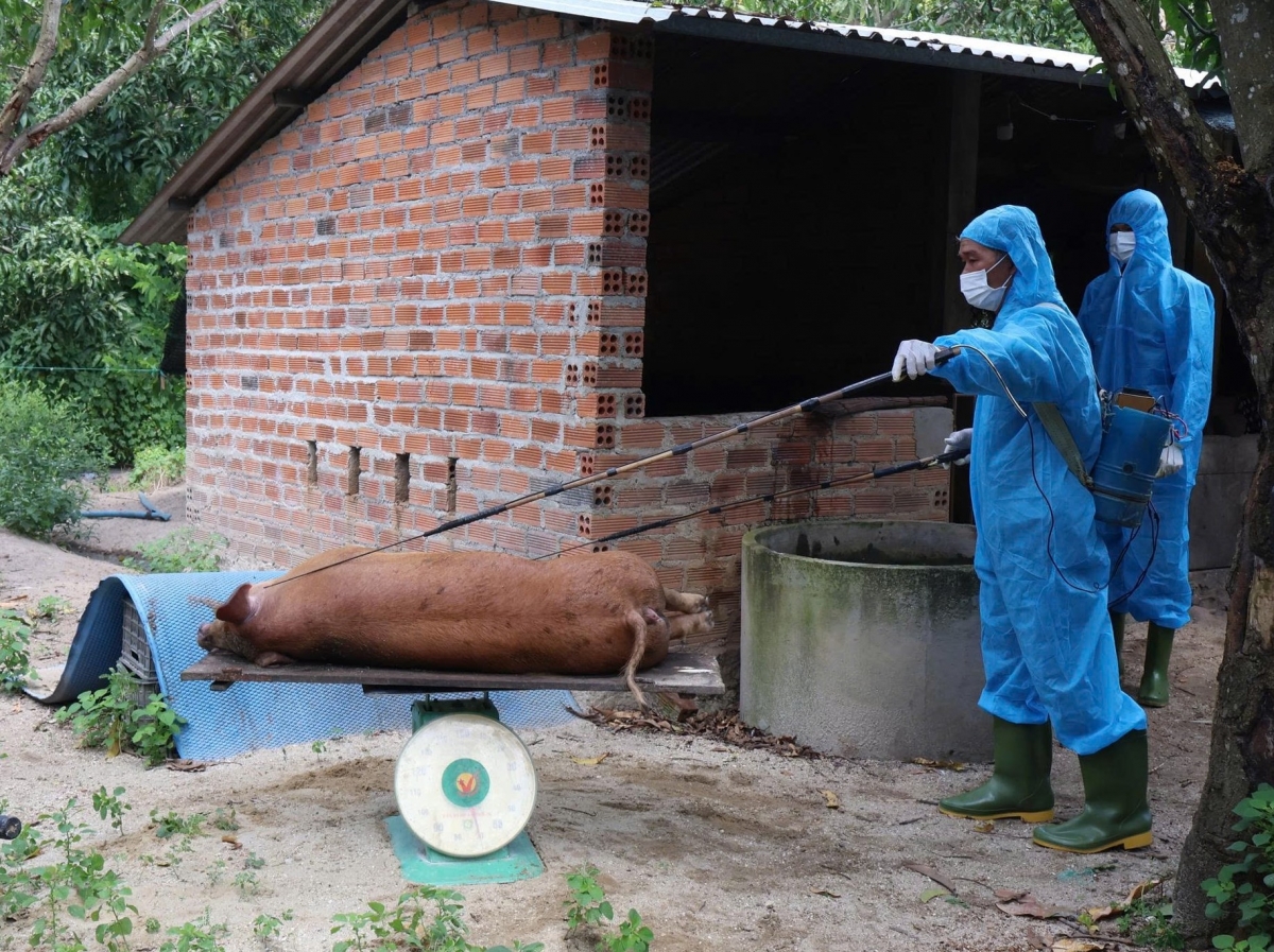 Dịch tả lợn châu Phi bùng phát tại Khánh Hòa, hơn 18 tấn lợn bị tiêu hủy